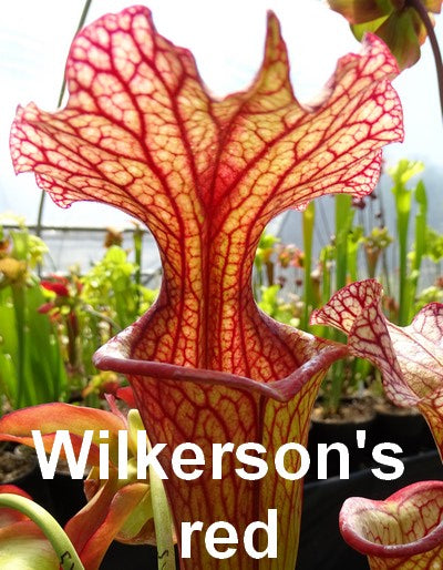 sarracenia Wilkerson's red