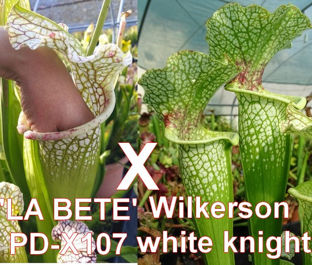 Graines de 'La Bête' X Wilkerson white knight