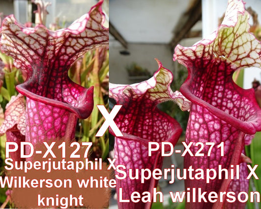 Graines de (Superjutaphil x wilkerson white knight) x (Superjutaphil x Leah wilkerson)