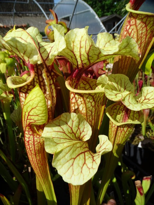sarracenia PD-X142 -- Wilkerson's white night X Wilkerson's red