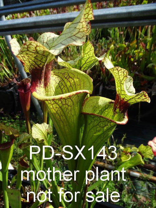 Sarracenia PD-X143 'helmut delight' X Flava var. rugelii clone 1