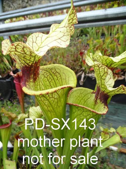 Sarracenia PD-X143 'helmut delight' X Flava var. rugelii clone 1