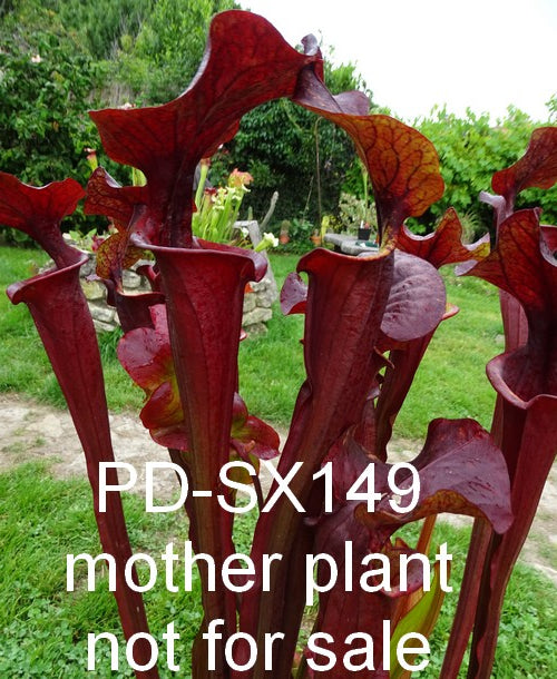Sarracenia PD-X149 -- leah wilkerson X (rubricorpora x atropurpurea)
