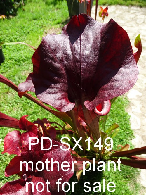Sarracenia PD-X149 -- leah wilkerson X (rubricorpora x atropurpurea)