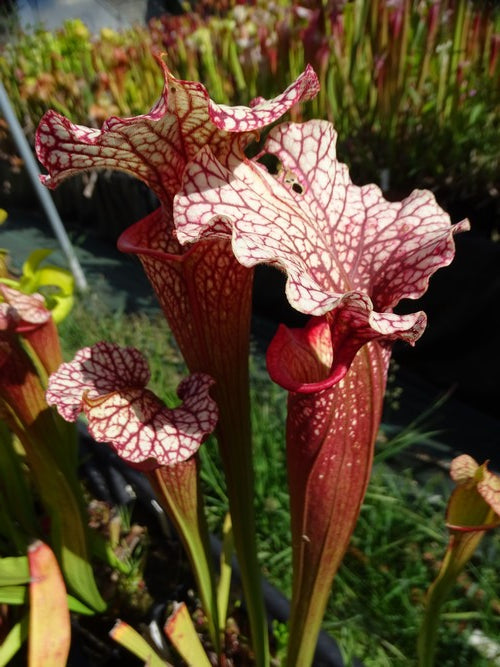 sarracenia PD-X173 wilkerson white knight X Wilkerson's red clone w