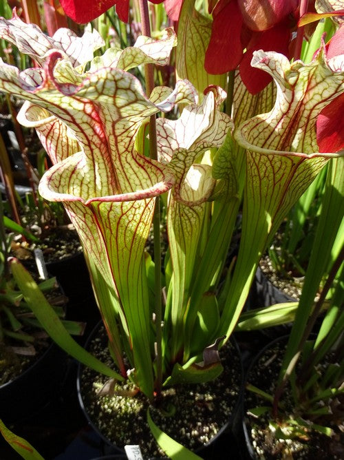 Sarracenia PD-X176 -- Wilkerson's white night x wilkerson red