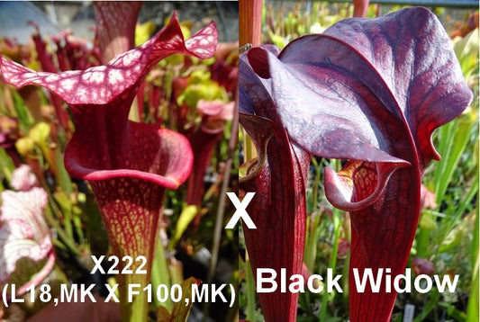 Graines de sarracenia PD-X222 X 'Black widow'