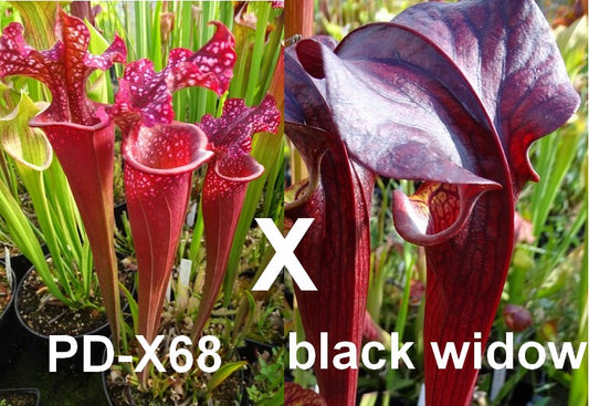 Graines de PD-X68 X 'Black widow