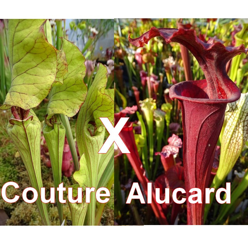 Graines 'Couture' X 'Alucard'