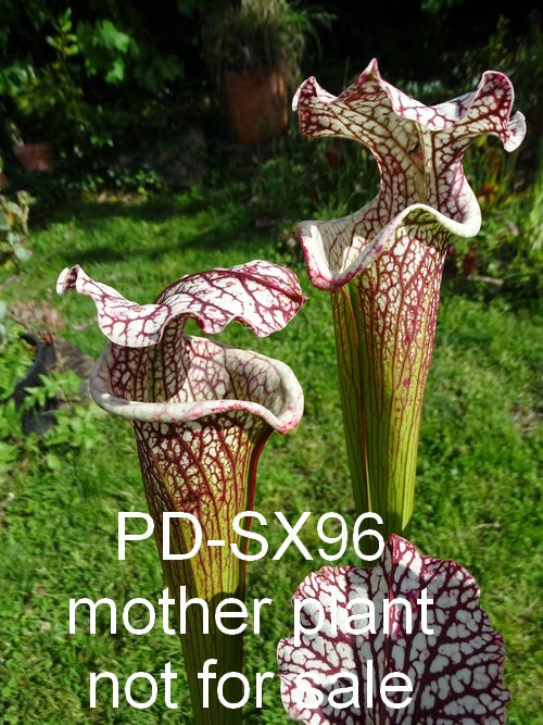 Sarracenia PD-X096 -- Leah wilkerson x leucophylla