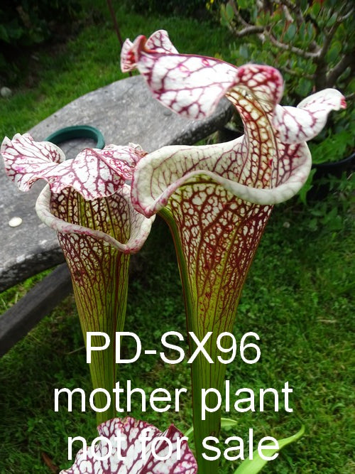 Sarracenia PD-X096 -- Leah wilkerson x leucophylla