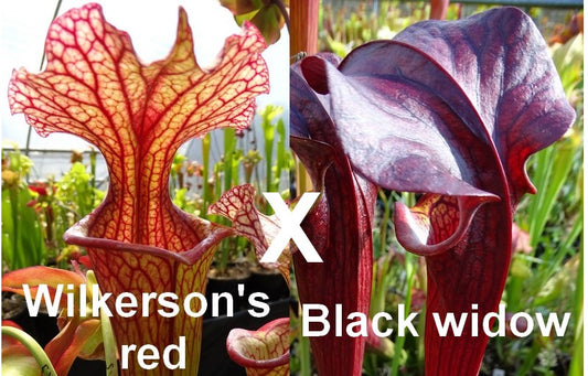 Graines de sarracenia Wilkerson 's red X 'Black widow'